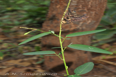 Desmodium motorium